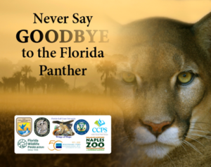 Never Say Goodbye to the Florida Panther Art Contest